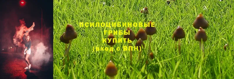 Псилоцибиновые грибы Psilocybine cubensis  цена   кракен вход  дарк нет официальный сайт  Ставрополь 